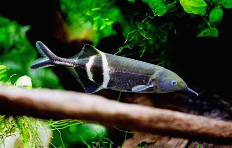 Elephant Nose Fish (Gnathonemus petersii): Ultimate Care Guide.